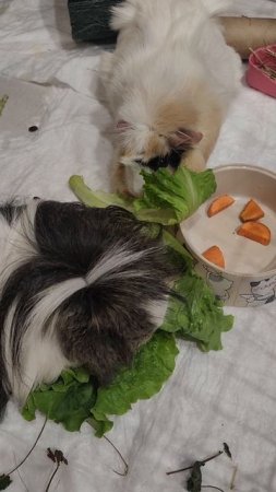 Вкусный салат для морских свинок
