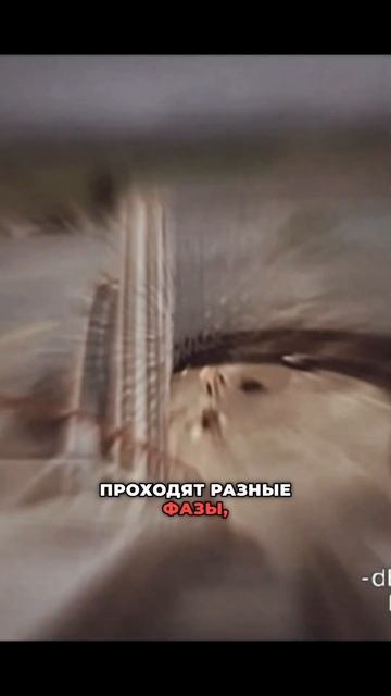 Эффекты псилоцибиновых грибов. #псилоцибиновыегрибы #