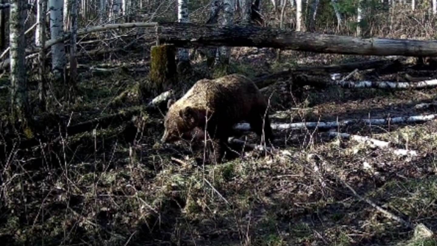 Мой вездеход. Медведи со второй фотоловушки.