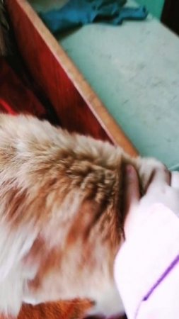 HwVideoEditor_2025_05_30_145352340.mp4