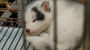 Спящий лисёнок 1