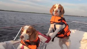 Dog Takes Puppy on Journey in Shopping Cart: Cute Dog Maymo and Puppy Penny