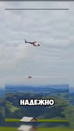 Корова #новости #юмор #европа #швейцария #мем #животные #корова #shorts #shortvideo #video #short