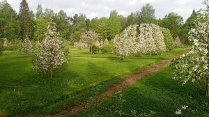 Плодовый сад цветёт.