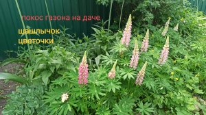 Дача все краше. Арбузы растут, косим газон, распускаются цветы.