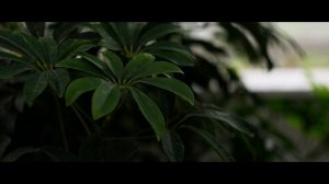 41. The Cheapest Cinema Lens Money can Buy _ Helios 44-2