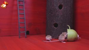 Видео для кошек про крысок развлекать питомцев 🐭🐀😂 (136)