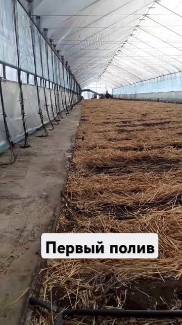 Полив теплицы перед посадкой #землядел #agro