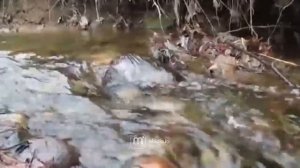 Осторожно мошенники! Звонок якобы от вашего оператора связи.