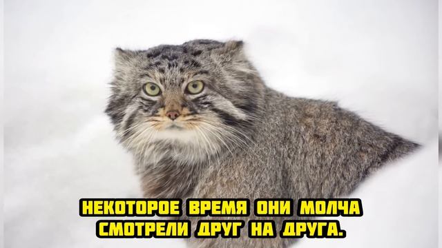 «Кот» или хищник? Кто поселился у старушки в доме!