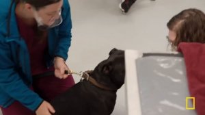 Puppy Lumps (Full Episode) | Pop Goes the Vet with Dr. Joya | Nat Geo Animals