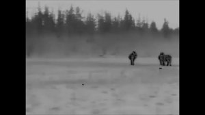 Обзор и запись с тепловизором SFH Vigil 19. Нашли ЛИСУ и ста?