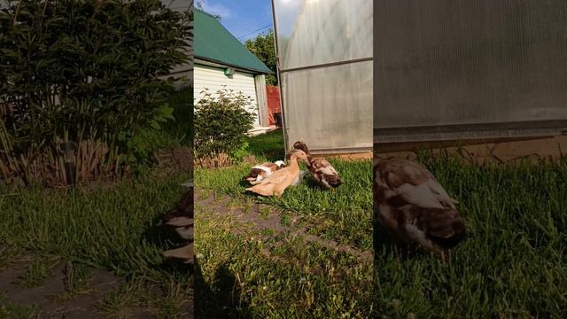 Наши уточки индийский бегунок 🦆