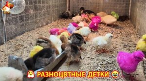 Цыплята и утята милые пушистики растут на радость хозяину (9)