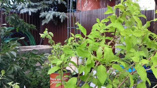 Новинки мяты и гортензий. Не будет никакого питомника!!!☺