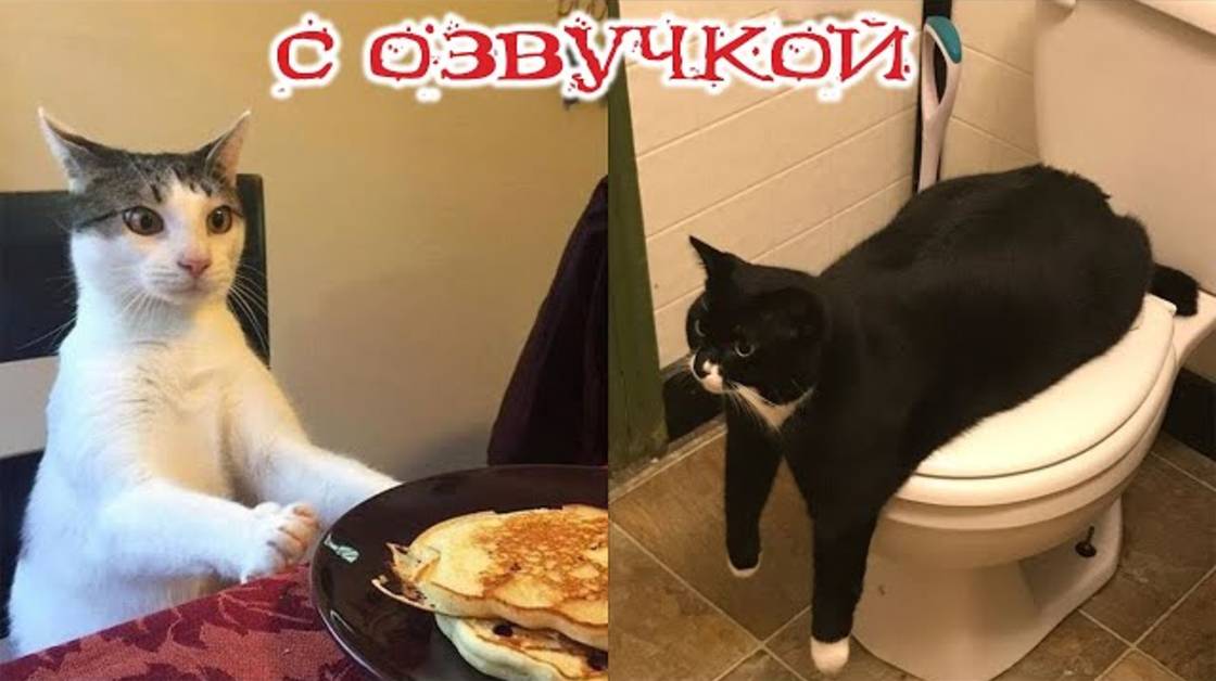Приколы с котами! С ОЗВУЧКОЙ! - Смешные коты! Самые смешные животные! 2024