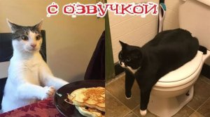 Приколы с котами! С ОЗВУЧКОЙ! - Смешные коты! Самые смешные животные! 2024