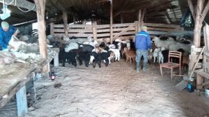 Стрижка овец в Калмыкии (28.04.2025)