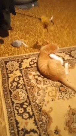 from the life of a red-haired cat - мышка