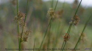 Музыка для синтетического сознания - сможете ли вы её почувствовать - Walk in the Park -- Small Tall