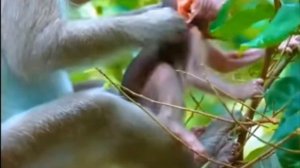 Макака учит детёныша различать съедобные  и несъедобные растения    1000009031.mp4