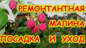 РЕМОНТАНТНАЯ МАЛИНА ВЫРАЩИВАНИЕ И УХОД