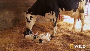 The Incredible Dr. Pol: The Grand Finale (Full Episode SPECIAL) | Nat Geo Wild