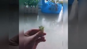 Розочка из пластиковой бутылки