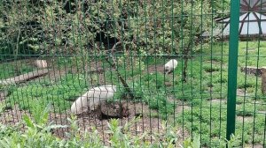 Белгородский ЗООПАРК🐅 и ДиноПарк🦖