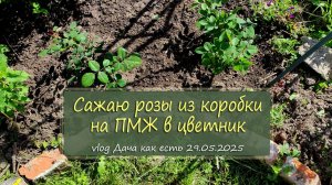 Сажаю розы из коробки в грунт, мой способ / vlog дача как есть 29.05.2025