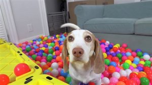 Waking Up My Dogs with Room Full of Colorful Plastic Balls!