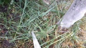 Что в саду,  что в огороде.  Заготовка лука зелёного на зиму. Консервы из карасей.