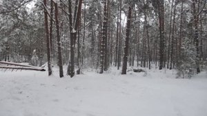 Лесные приключения и МР 515С 5.5 и JSB HADES .22