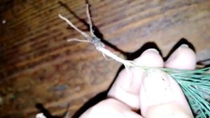 укоренить черенковать кедр результат эксперимент