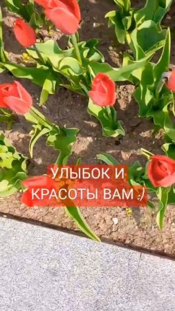 ТЮЛЬПАНЫ #красота #цветы #вид #обзор #путешествия #Минск