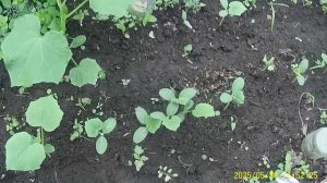 РАССАДА ОГУРЦОВ РАСТЁТ