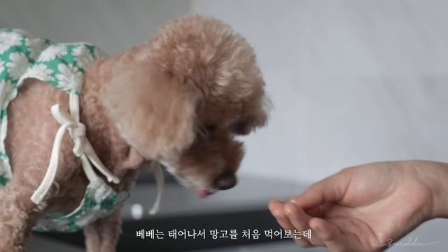 A Week In My Life/일주일 일상 기록 브이로그