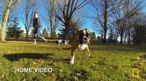 Dogs Got Talent (Full Episode) | Super Underdogs | Nat Geo Animals