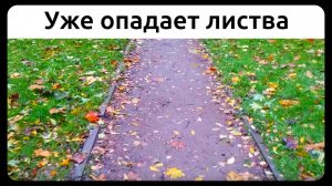 Уже опадает листва, Петербург. 7 октября 2023.