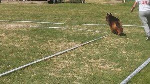 РАБОЧИЙ КОБЕЛИ ДШ / КЧК КРАСНОДАР 24 мая`25 Н.Морева Моно немецких овчарок