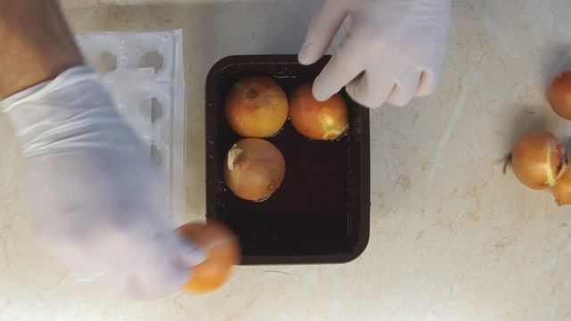 Как посадить лук на зелень на подоконнике. Лук на перо в домашних условиях