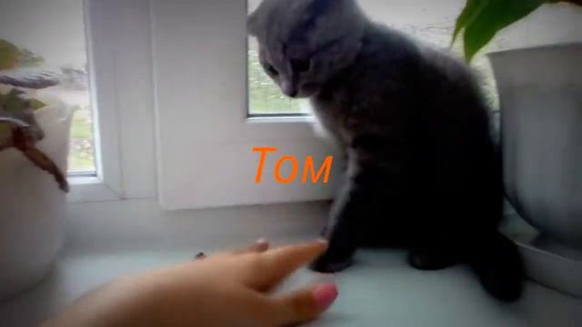 Копия видео "Настоящий трейлер" смотреть онлайн