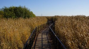 Эко тропа Санкт-Птербург на Шуваловском проспектке