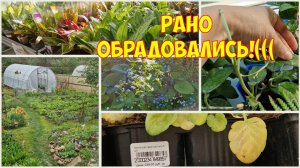 Обход оранжереи и огорода ранним утром перед обследованием. Обзор  рассады с ценами в Тепличном