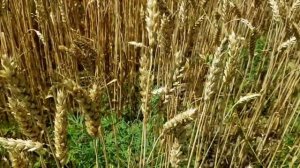 СЕМЬЯ СЫТНИК АНДРЕЙ ОБЪЯСНИЛ ЗАЧЕМ ПОСТАВИЛИ ЗАМКИ. Б?