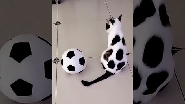Кот как футбольный мяч. смотреть онлайн