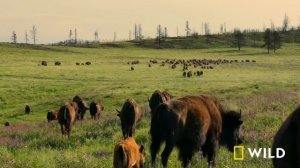 Wildlife Warrior (Full Episode) | Kings of the Wild | Nat Geo Wild