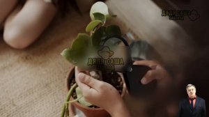 Как защитить растения от вредителей и болезней