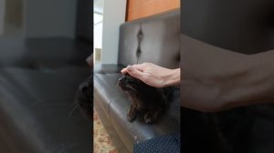 Ориончик ищет дом