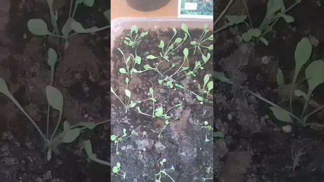 МАК СХІДНИЙ ВІКТОРІЯ, ПОСІВ ВІД "А ДО Я"@ЖИТТЯ НАДІЇ В С?